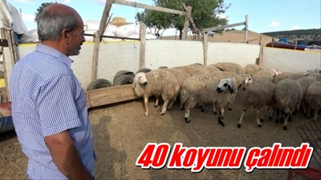 40 koyunu çalındı