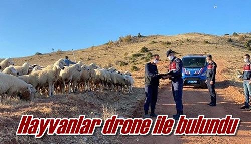 Hayvanlar drone ile bulundu