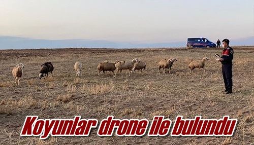 Koyunlar drone ile bulundu