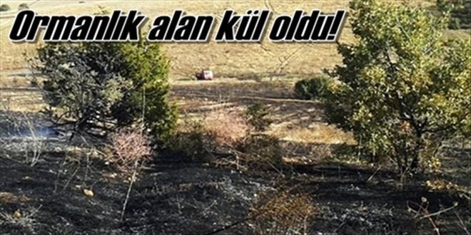 Ormanlık alan kül oldu!