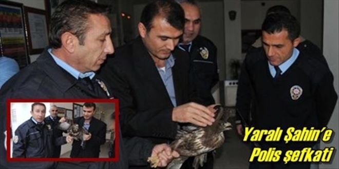 Yaralı Şahin´e Polis şefkati