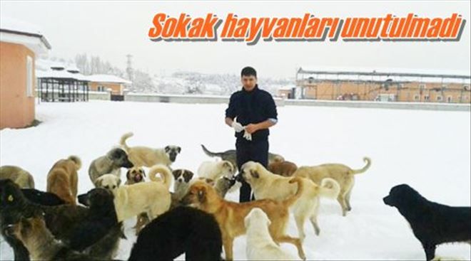 Sokak Hayvanları İçin?