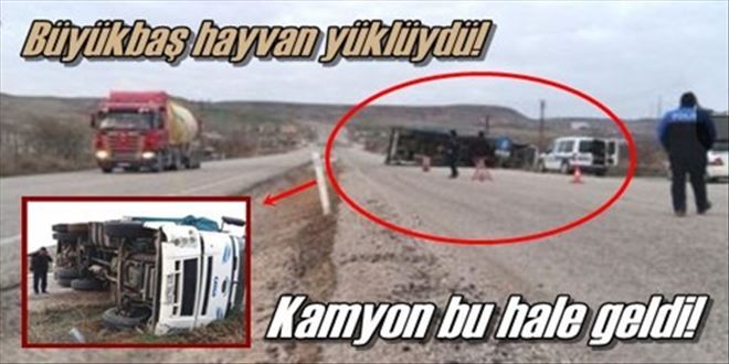 Hayvan yüklü kamyon devrildi!