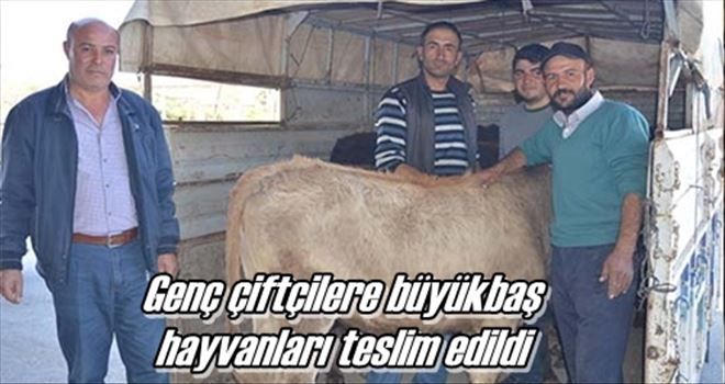 Genç çiftçilere büyükbaş  hayvanları teslim edildi