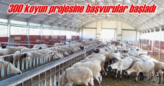 300 koyun projesine başvurular başladı