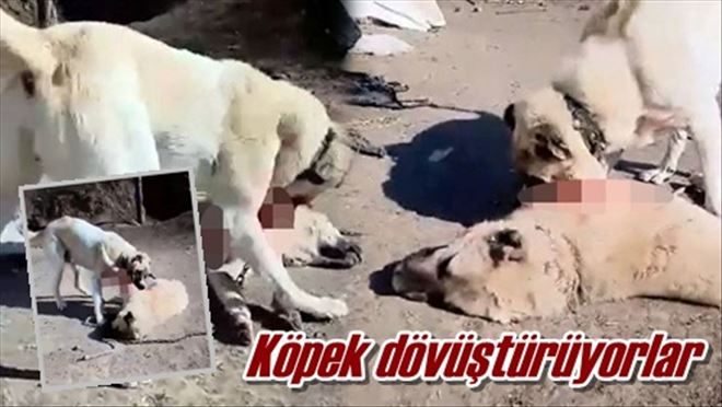 Köpek dövüştürüyorlar