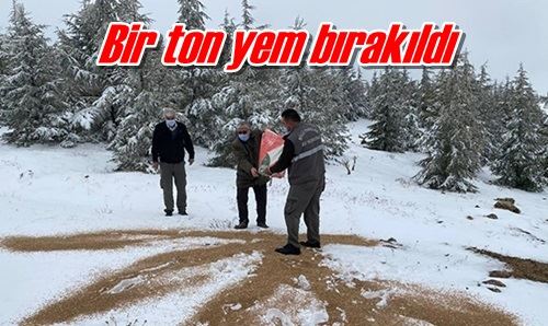 Bir ton yem bırakıldı