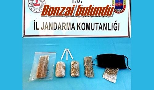 Bonzai bulundu