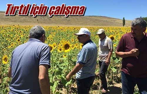 Tırtıl için çalışma