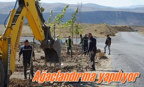 Ağaçlandırma yapılıyor