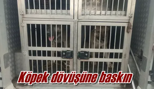 Köpek dövüşüne baskın