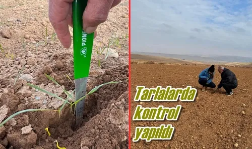 Tarlalarda kontrol yapıldı