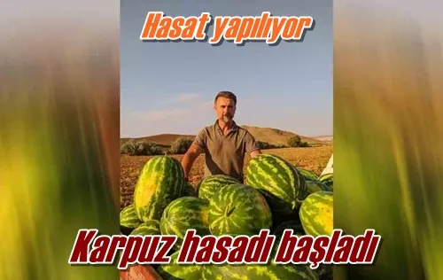 Karpuz hasadı başladı