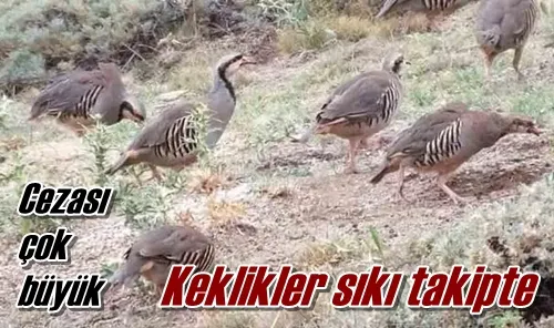 Keklikler sıkı takipte