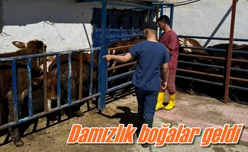 Damızlık boğalar geldi