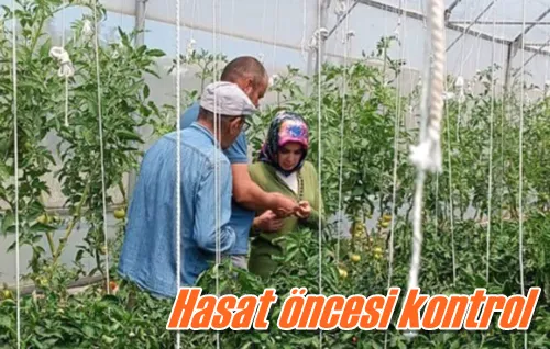 Hasat öncesi kontrol