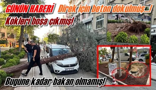 Kökleri boşa çıkmış!