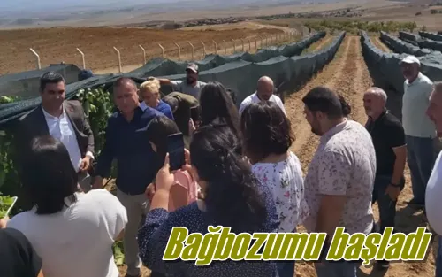 Bağbozumu başladı