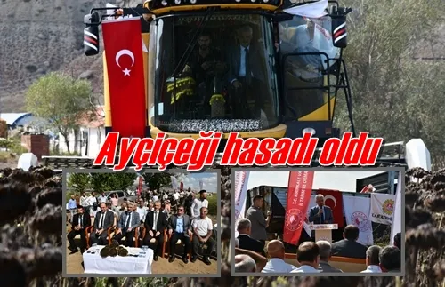 Ayçiçeği hasadı oldu