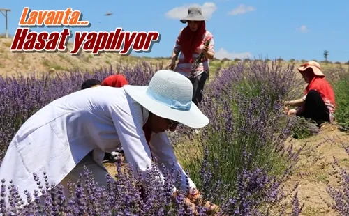 Hasat yapılıyor