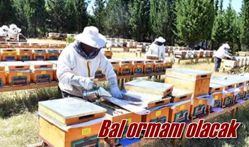 Bal ormanı olacak