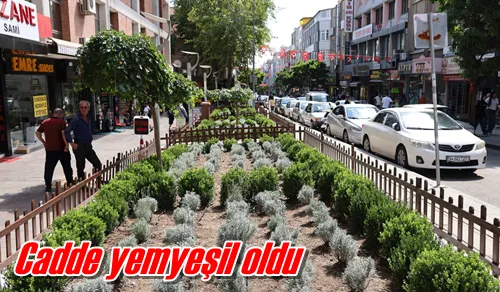 Cadde yemyeşil oldu