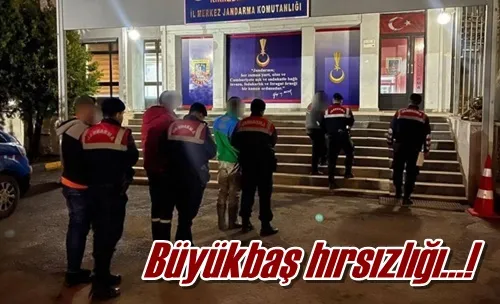 Büyükbaş hırsızlığı