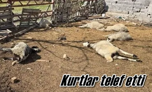 Kurtlar telef etti