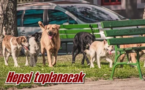 Hepsi toplanacak