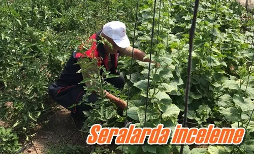 Seralarda inceleme