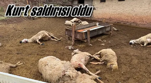 Kurt saldırısı oldu