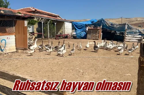 Ruhsatsız hayvan olmasın