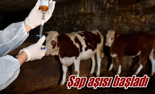 Şap aşısı başladı