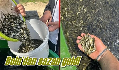 Bolu’dan sazan geldi