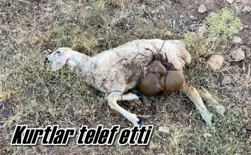Kurtlar telef etti