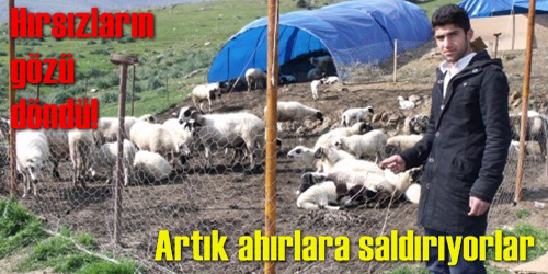 Hırsızlar Ahırlara Dadandı!