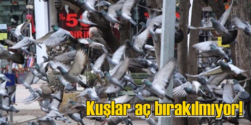 Kuşlar Aç Bırakılmıyor