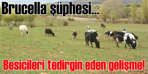 Köyde Telaş Var!