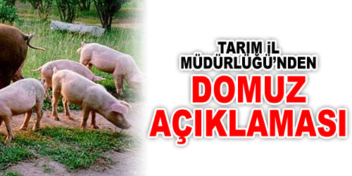Domuz Haberine Açıklama