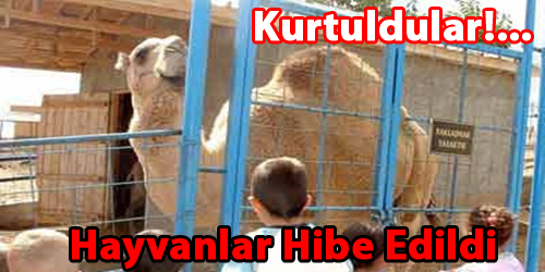 Kurtuldular!...