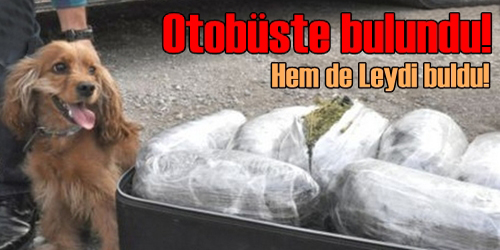 Yolcu otobüsünde bulundu!