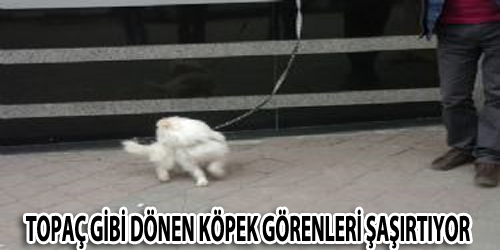 Topaç Gibi Dönen Köpek Görenleri Şaşırtıyor