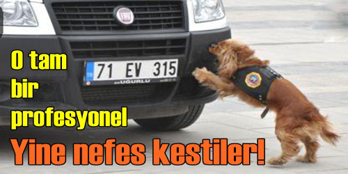 Polis köpeklerinden gösteri