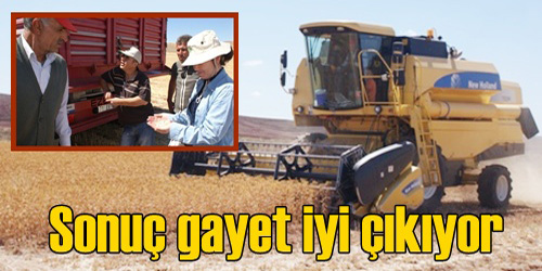 Aspir Hasadı Başladı