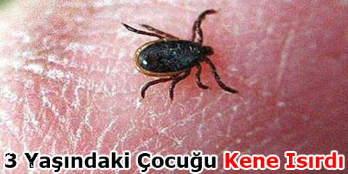 Yine Kene Vakası