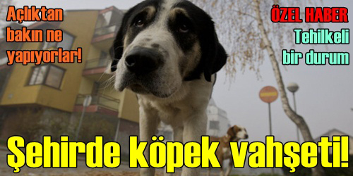 Köpek Vahşeti!