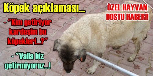 Köpek Açıklaması
