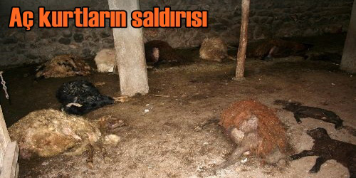 Saldırdılar