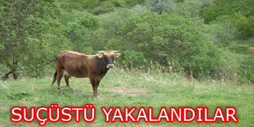 Suçüstü Yakalandılar