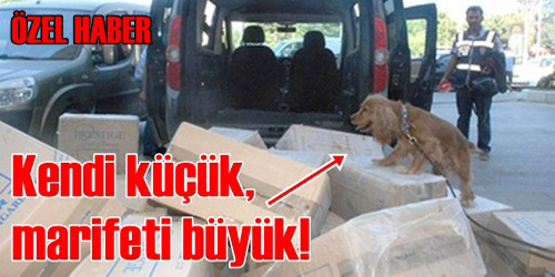 İŞTE O MÜTHİŞ KÖPEK!